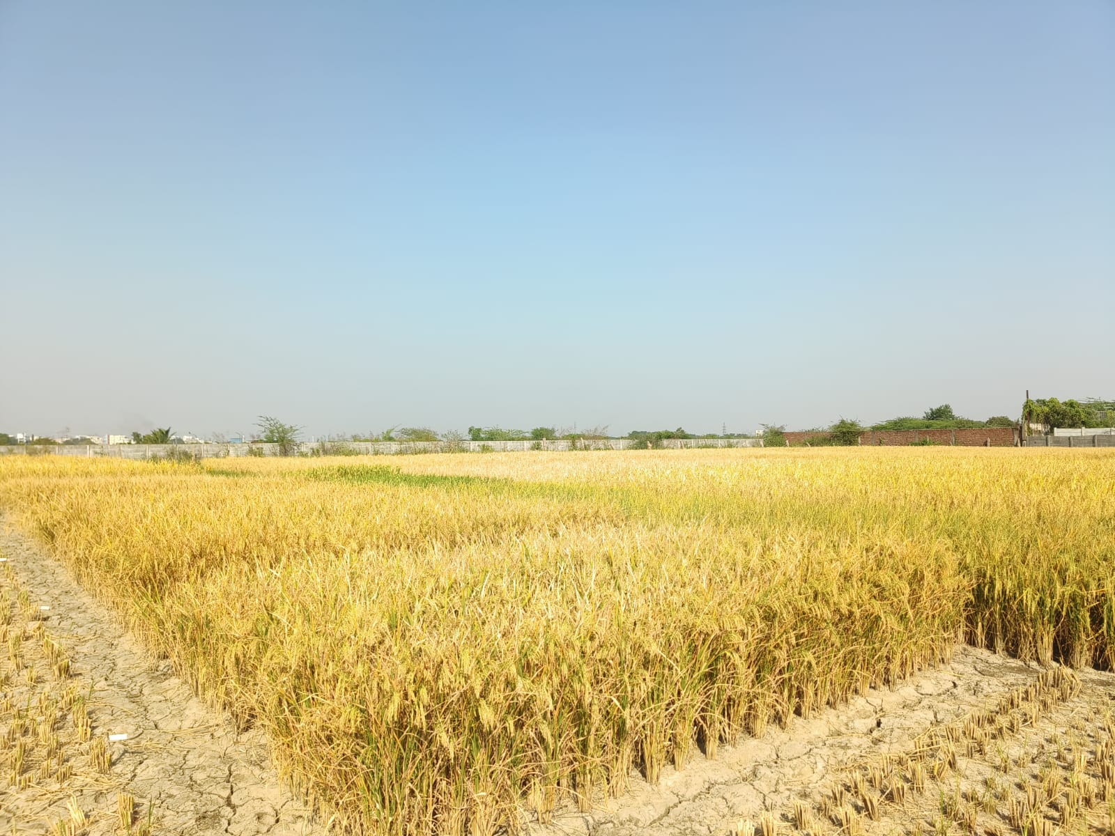 HiCross Seeds field and research - Image 1