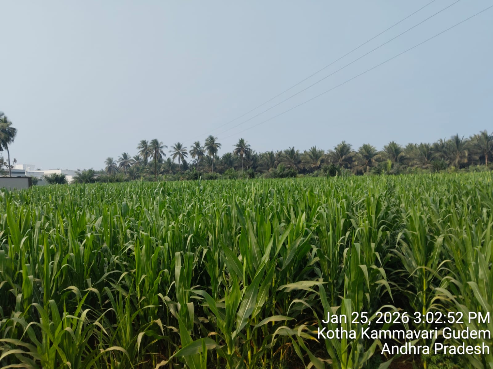 HiCross Seeds field and research - Image 12