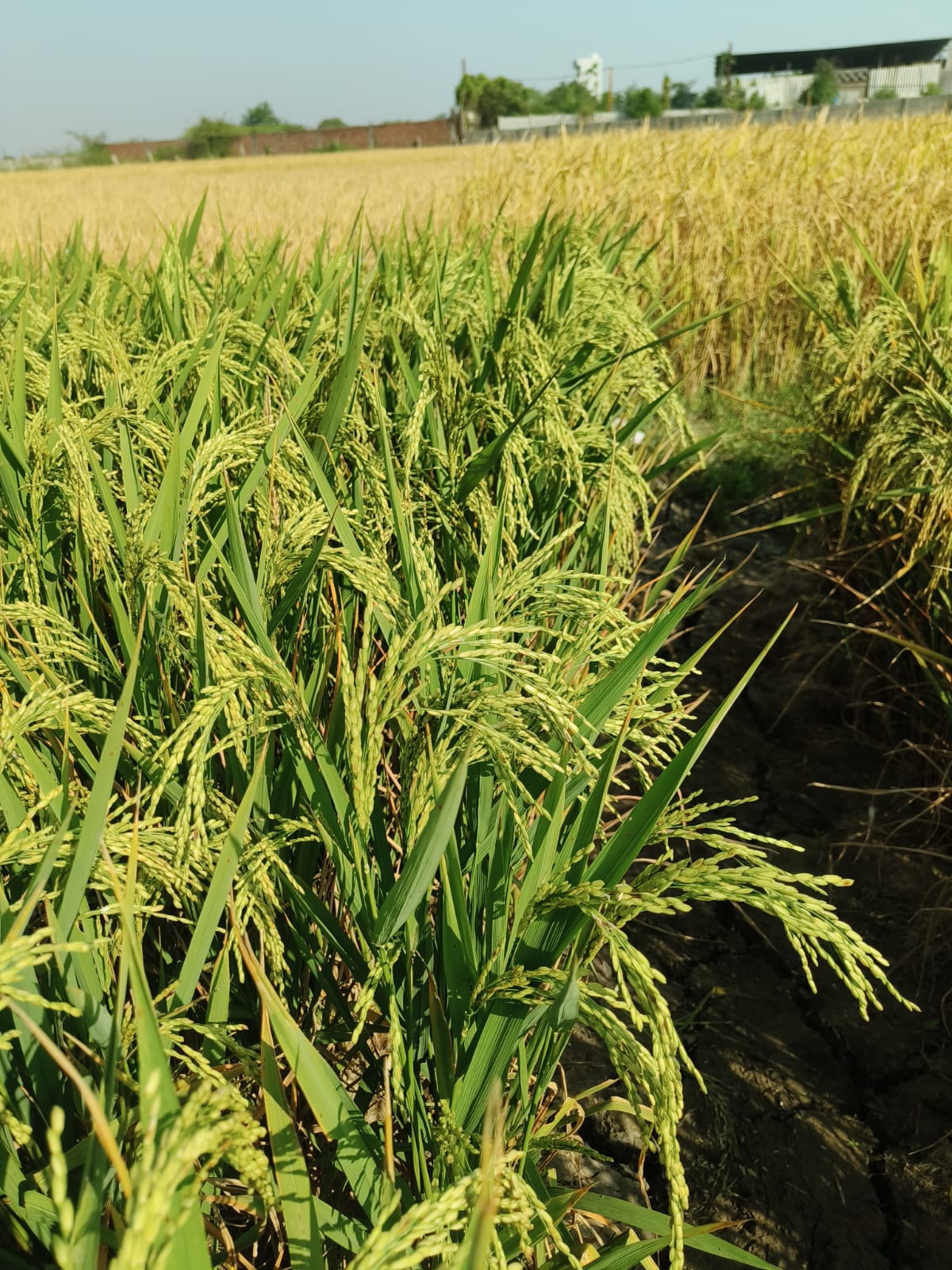 HiCross Seeds field and research - Image 13