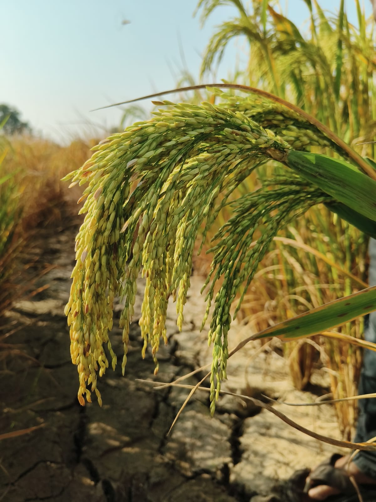 HiCross Seeds field and research - Image 2