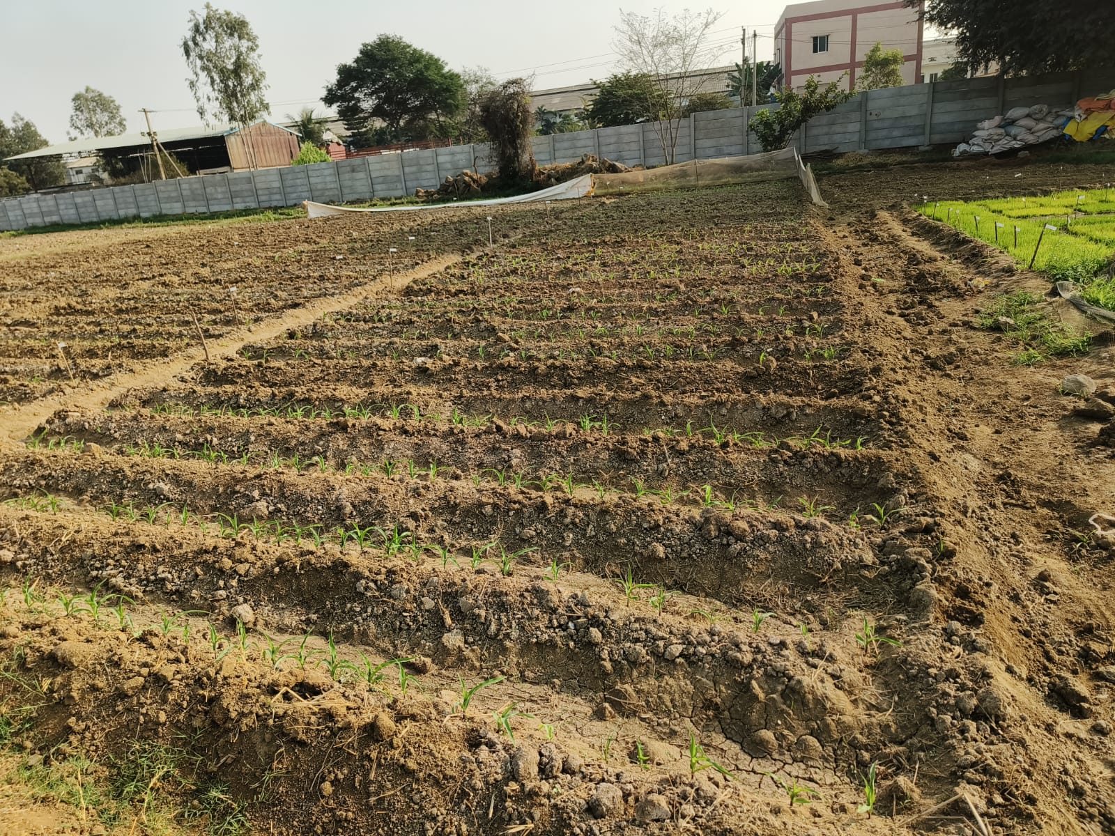 HiCross Seeds field and research - Image 3