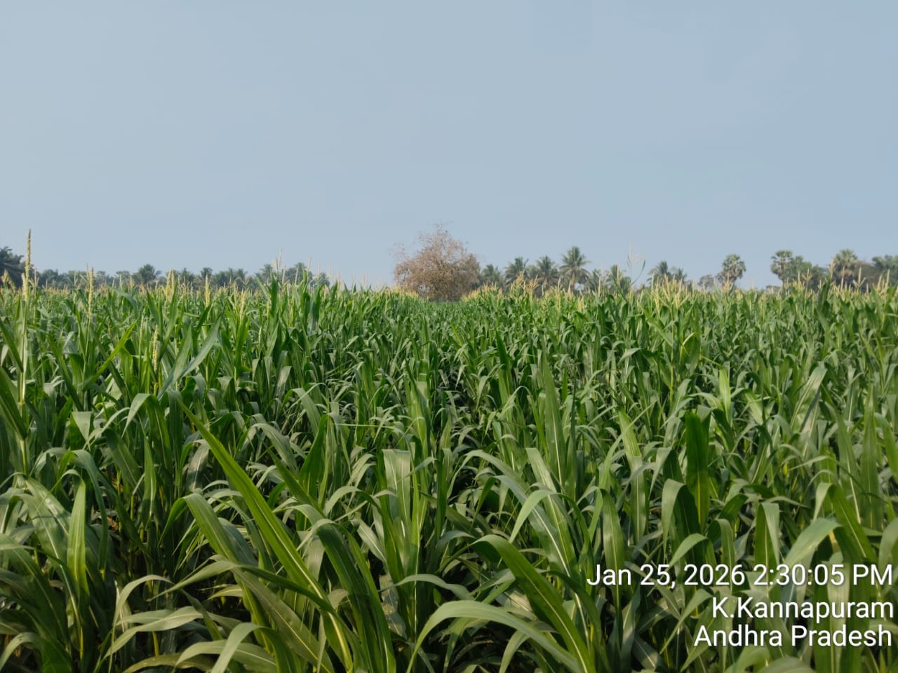 HiCross Seeds field and research - Image 10