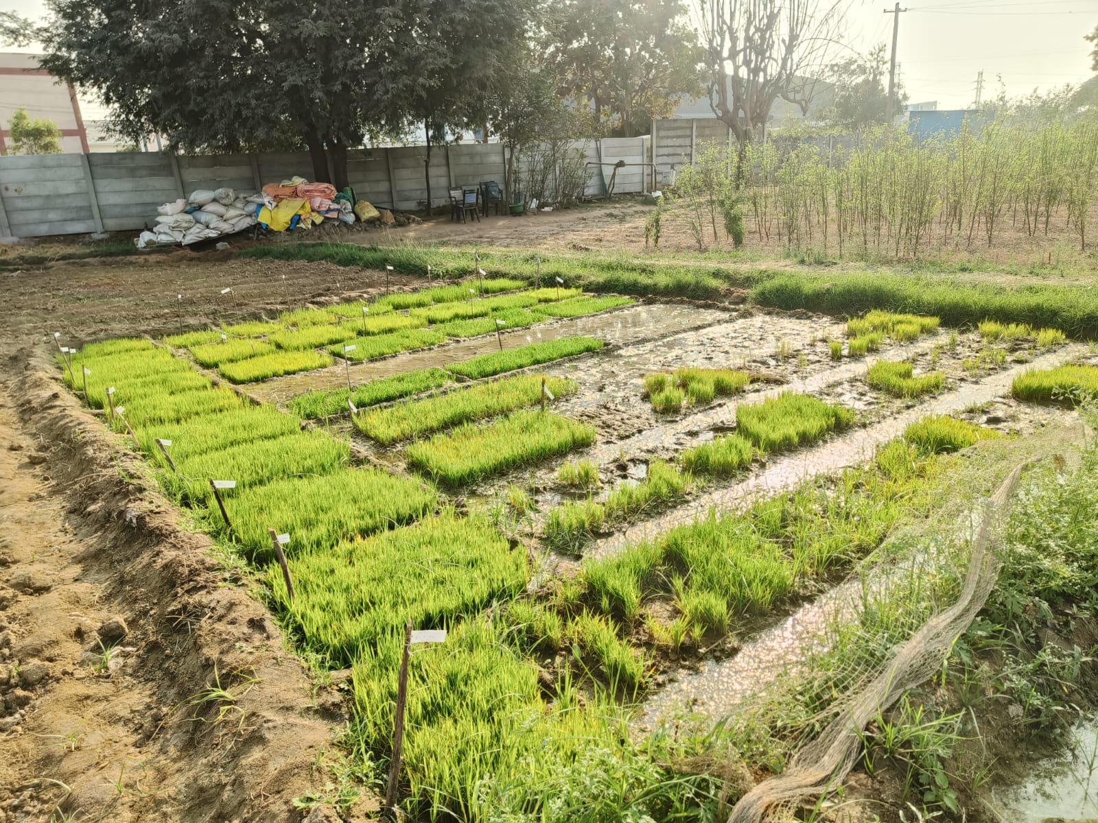 HiCross Seeds field and research - Image 11